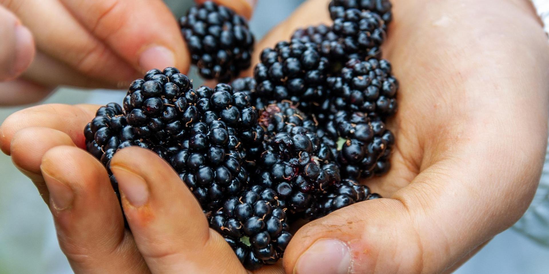 Brombeeren auf pixabay.com