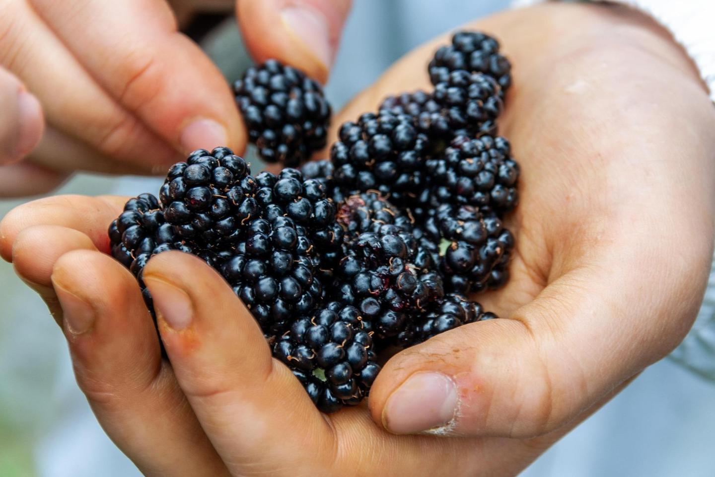 Brombeeren auf pixabay.com
