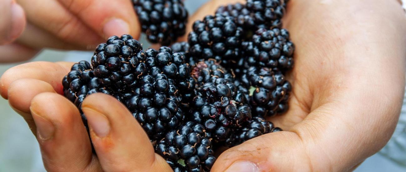 Brombeeren auf pixabay.com (c) wal_172619 auf pixabay Brombeeren auf pixabay.com
