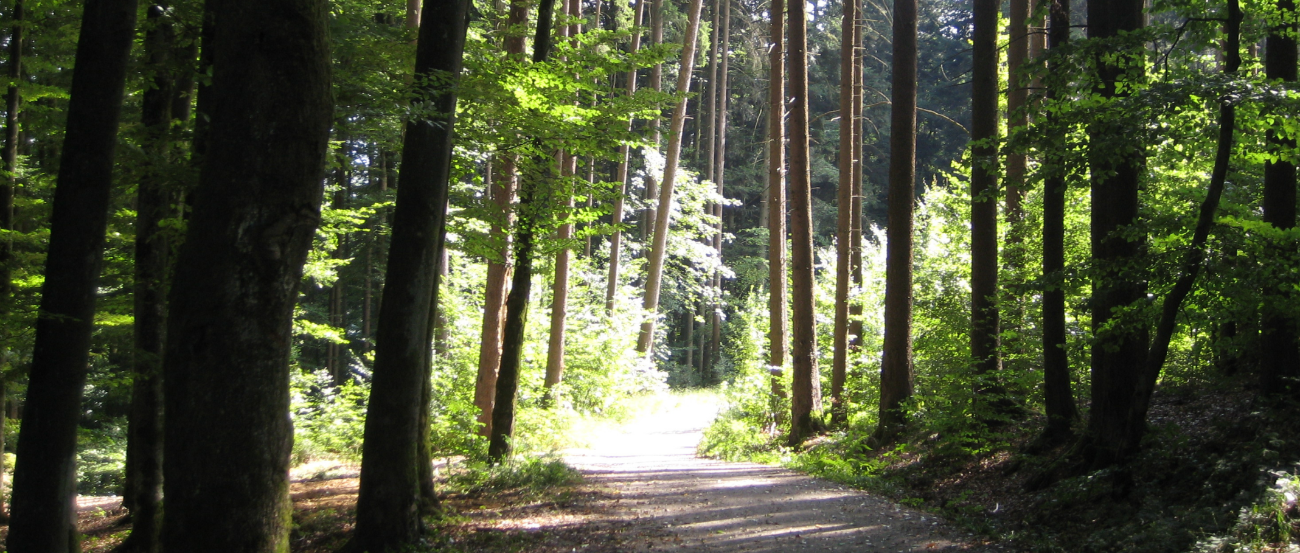 Im Wald führt ein Weg zwischen zwei hohen Bäumen entlang nach vorne