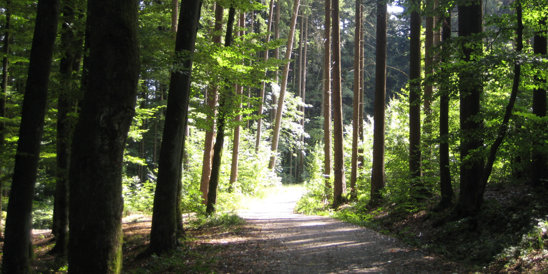 Im Wald führt ein Weg zwischen zwei hohen Bäumen entlang nach vorne