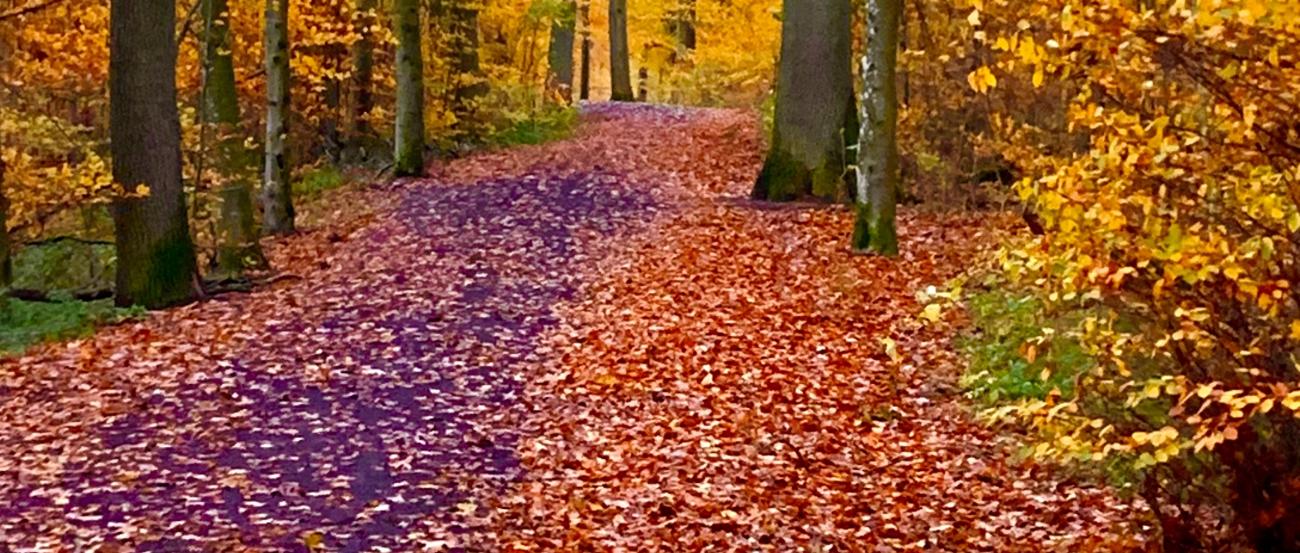 weg durch den herbstwald