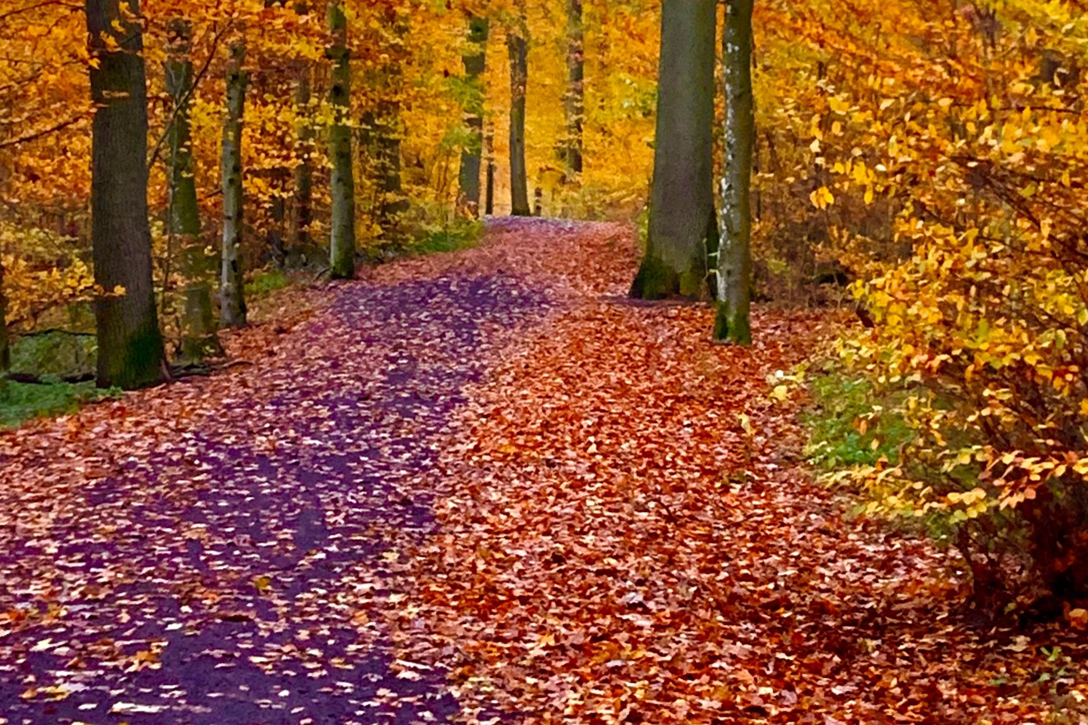 weg durch den herbstwald