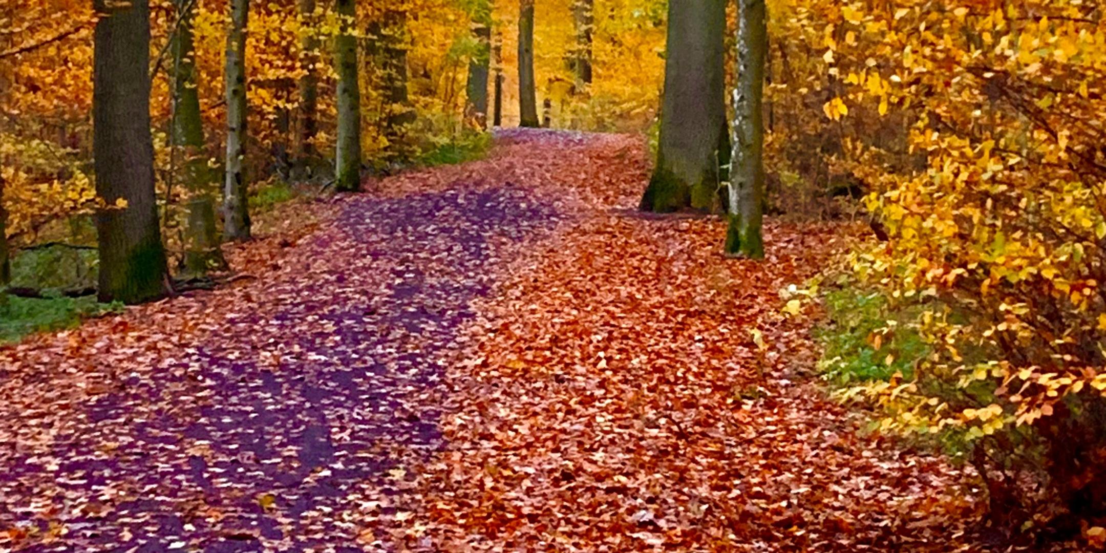 weg durch den herbstwald