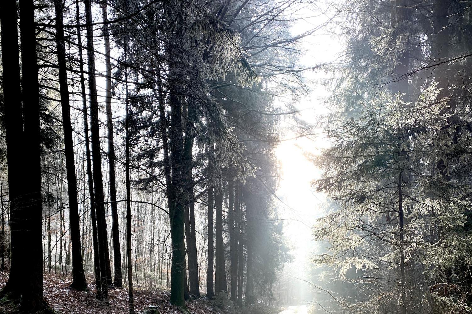 Weg durch den Winterwald