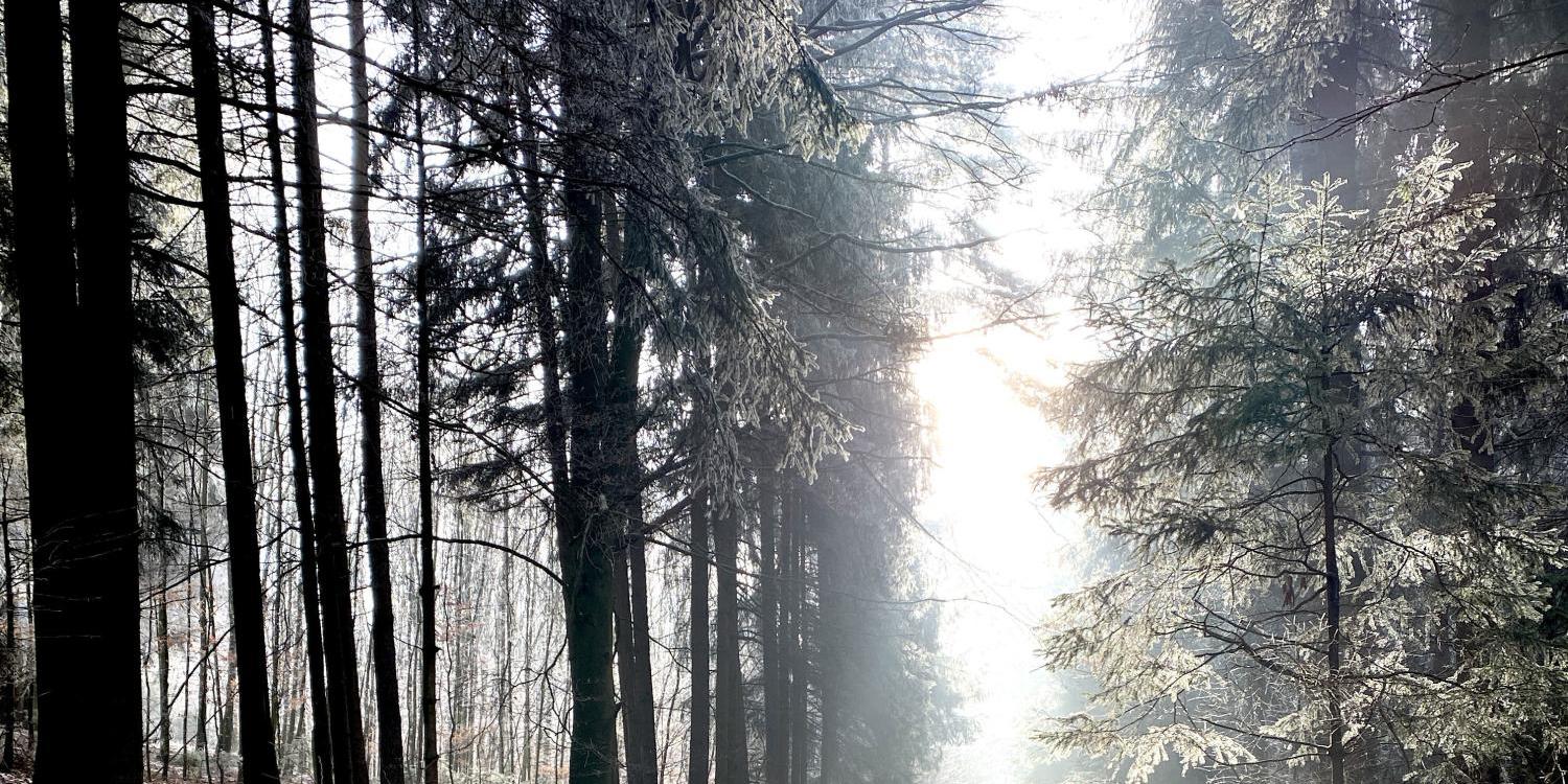 Weg durch den Winterwald