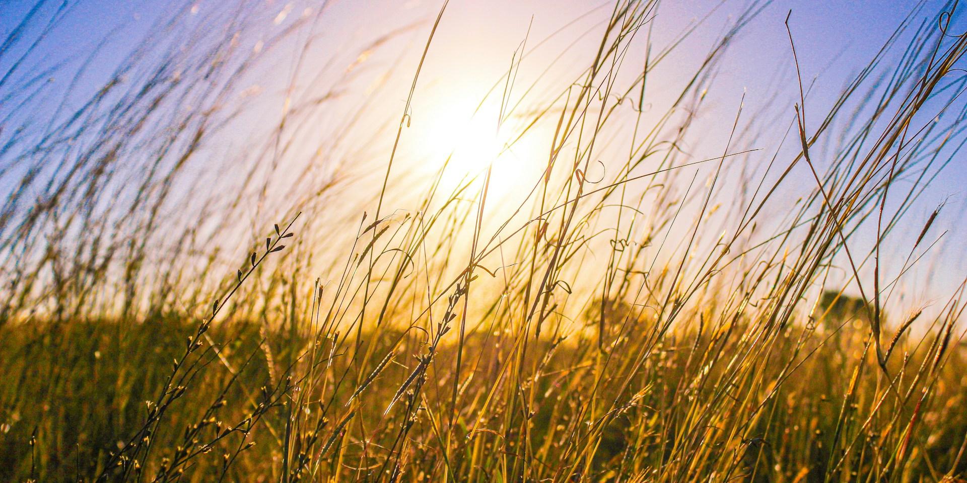 Wiese im Hochsommer