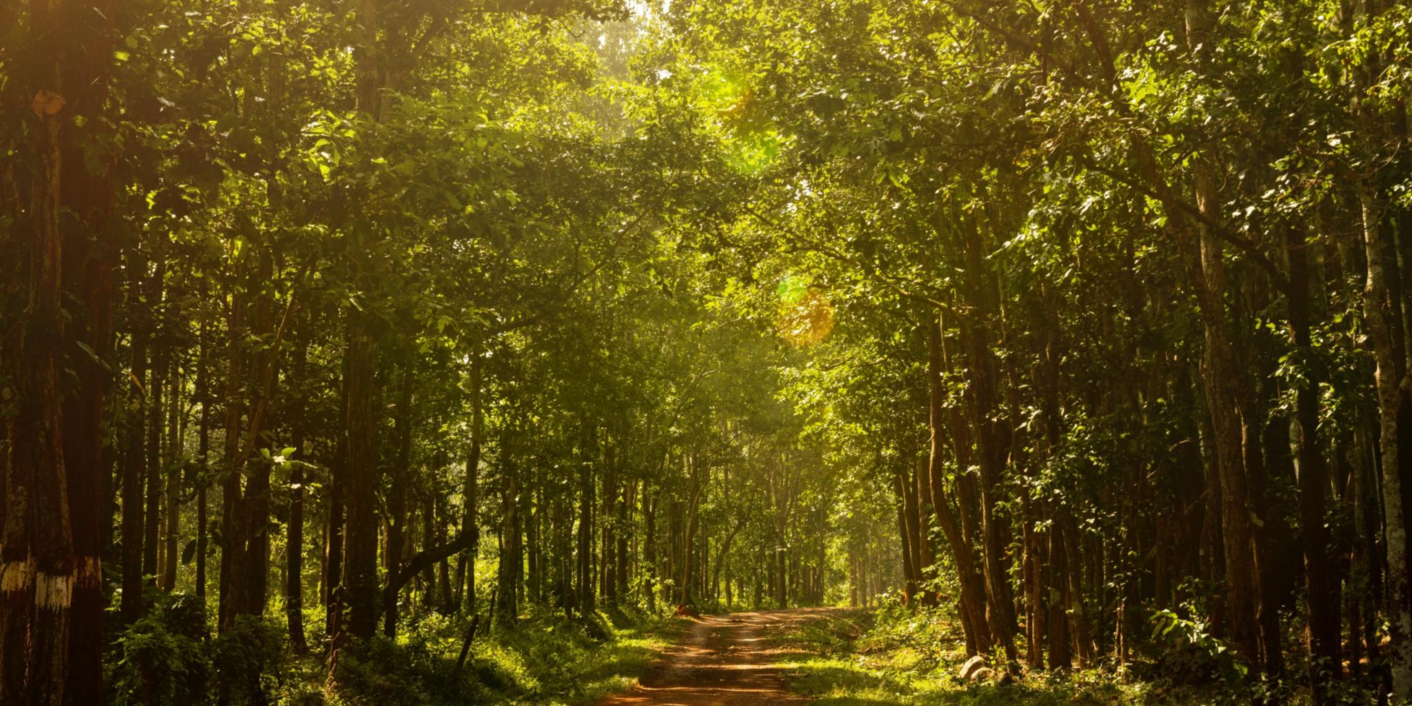 Waldweg